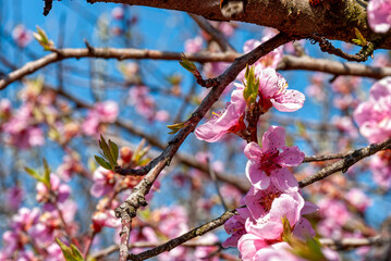 Peach orchard in full bloom. Spring natural colorful background.
