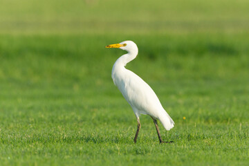 Cattle Egret on green grass field