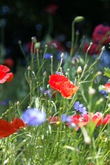 Obraz premium Wild meadow flowers with poppies on a sunny afternoon in England.
