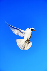 A white dove, illuminated by the evening sun, flies in the blue sky. A symbol of peace and love. Takeoff to the top.
