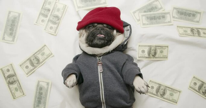 Cute pug dog lying on white bed with lot of money, bunch of fake, souvenir bills. White bedding. Belly up. Portrait. View from above, top view. Funny rich dog concept. Dream to make a lot of money