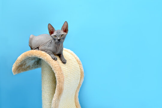 cute baby don sphynx sitting on a cat scratching post in studio on blue background. Black naked kitten
