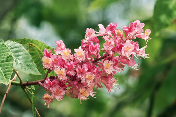 flower of red horse-chestnut tree