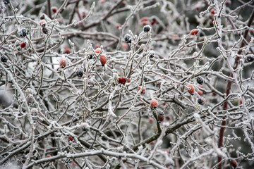 Frozen shrub with red rose hips and plants in winter outdoors