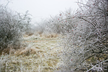 Frost on meadow and frosty trees outdoors in winter