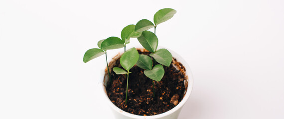 Close up photo of small trees growing