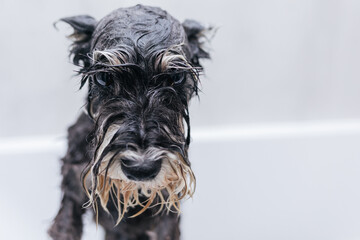 A small dog is bathed by the owner in the bathroom. The owner washes his pet. Zwergschnauzer is looking into the camera.Grooming concept