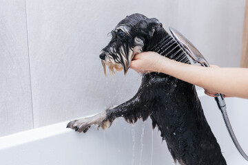 A small dog is bathed by the owner in the bathroom. The owner washes his dog. Zwergschnauzer takes a shower. Grooming concept