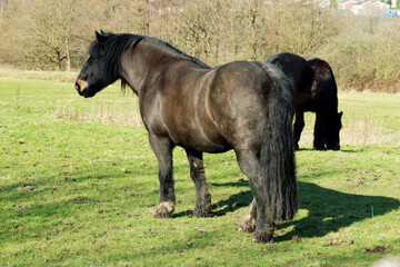 horse in the meadow