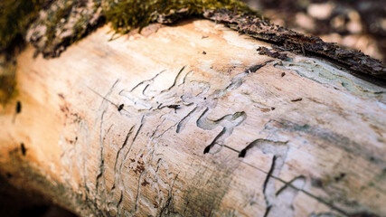 tree trunk with moss