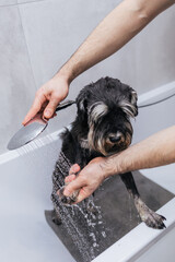 A small dog is bathed by the owner in the bathroom. The owner washes his dog. Zwergschnauzer takes a shower. Grooming concept