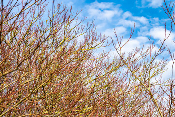 Bright spring landscape with beautiful trees against a blue sky with white clouds, soft focus. Red Osier Dogwood tree without leaves in an autumn park.