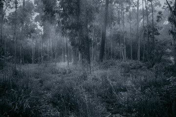 Fototapeta premium Foggy woods at dusk or dawn