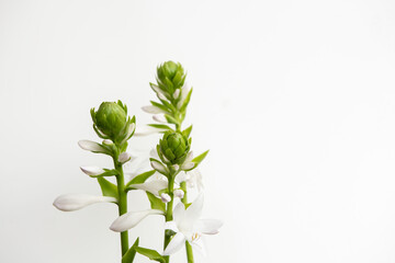 White Hosta Flower Buds on White Background with Copy Space