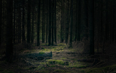 Pine woodland scene © Mike Potter