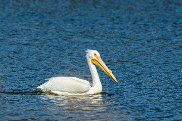 White Pelican A1R_5442.CR3