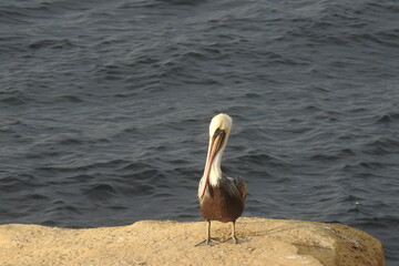 A brown pelican perched on the rocky shores of La Jolla Cove, in San Diego, California.