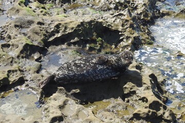 Harbor seal relaxing on the rocky shores of La Jolla Cove, in San Diego, California.