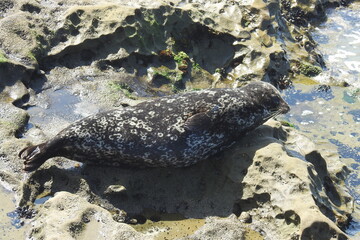 Harbor seal relaxing on the rocky shores of La Jolla Cove, in San Diego, California.