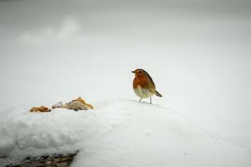 Robin in the snow