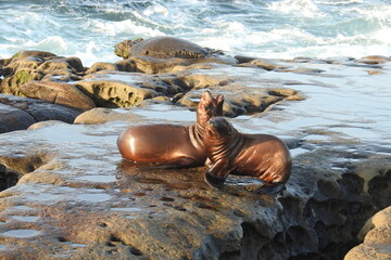 Young California sea lions playing around on the rocks, coastal wildlife, La Jolla Cove, San Diego,...