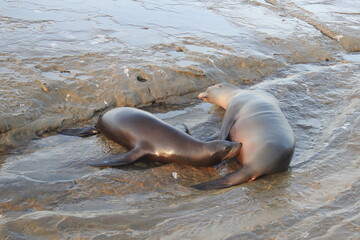 California sea lions enjoying a beautiful day on the rocky shores of La Jolla Cove, in San Diego.