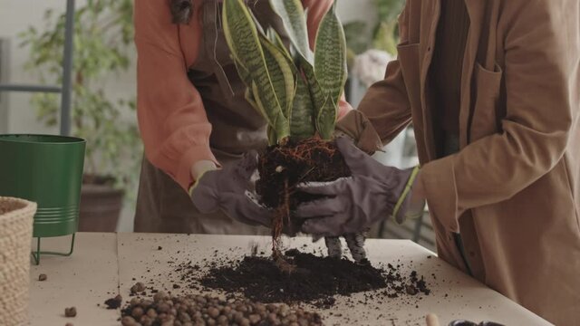 Two unrecognizable cropped gardeners wearing gloves, holding vipers bowstring hemp plant in hands, cleaning off extra soil before transplanting