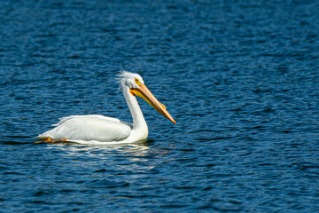 White Pelican A1R_5454.CR3