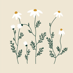 Vector illustration of chamomiles on a beige background. Hand-drawn illustration in flat style. Concept of gardening, summertime, plants, and flowers.