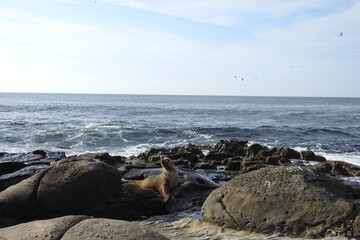 A mama sea lion and her baby nestled between the rocks on the shores of the pacific ocean, La Jolla Cove, San Diego, California.