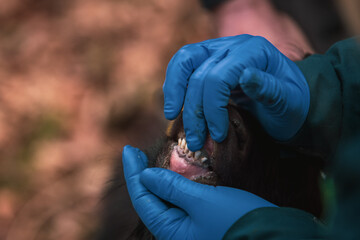 Veterinary in blue gloves checking teeth and lower jaw of a goat.