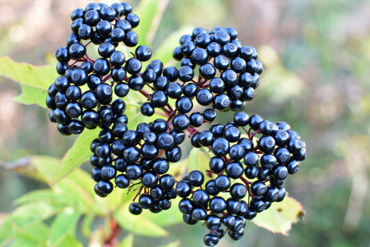 Attich Bilder Durchsuchen 1,002 Archivfotos, und