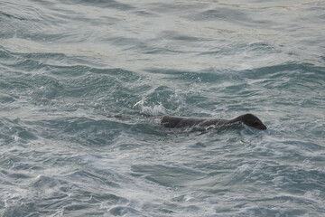 Naklejka premium A California sea lion swimming in the waters of the Pacific Ocean, off the coast of San Diego, California.