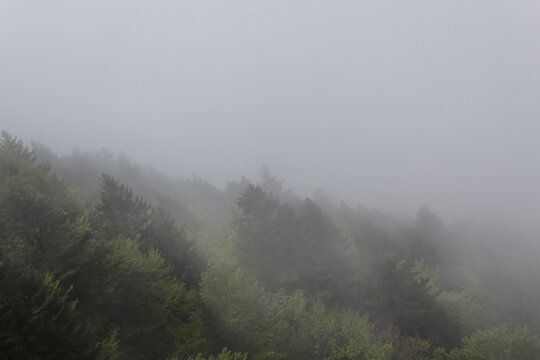 Green Forest Tree On Alps Moutnains Peak Into Fog