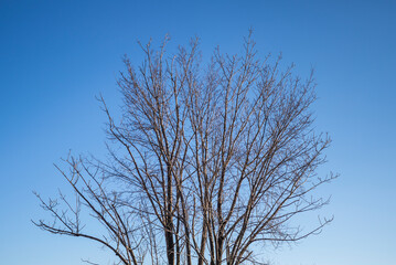 USA, Massachusetts, Cape Ann, Gloucester. Bare trees.