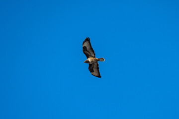 bird of prey