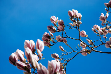 Blossoming magnolia flowers against blue sky background in springtime. Flowers natural background,...