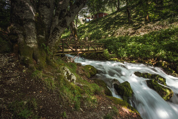 Natural spring river in the woods