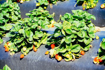 strawberry field in a modern you pick strawberry farm 