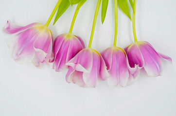 pink and white tulips