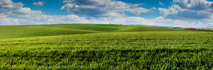 panoramic view of green sprouts of wheat or rye on the hilly terrain of the agricultural field, spring landscape and sky with clouds