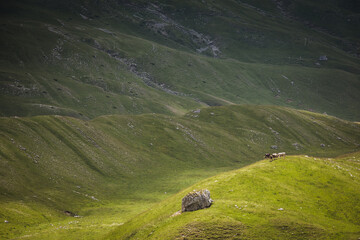 Cows in the green mountain landscape