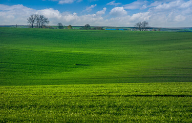 Obraz premium Green Waves of a wheat field of crops, with lines stretching in the distance. Big green spring background