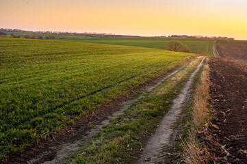 Fototapeta na wymiar winter wheat field and dirt road in the evening