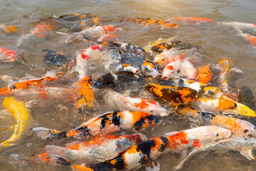 Feeding koi fish or carps in pond, feeding colorful fish with food in a bottle.