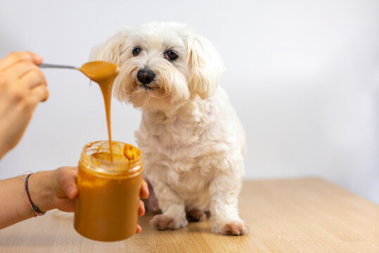 Bichon malt&eacute;s comiendo crema de cacahuete.