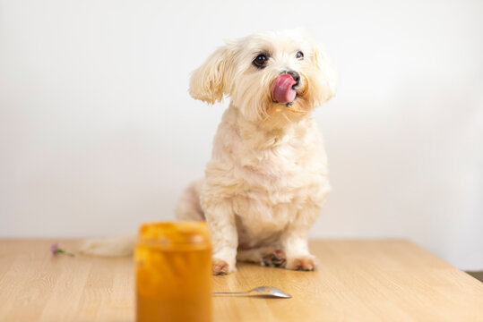 Bichon malt&eacute;s comiendo crema de cacahuete.
