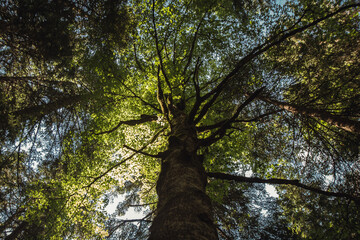 Huge tree in the woods
