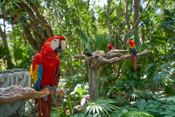 Guacamayas