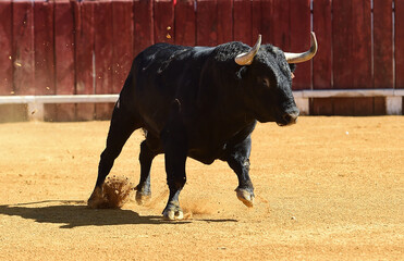 spanish bull with big horns during a spectacle of bullfight